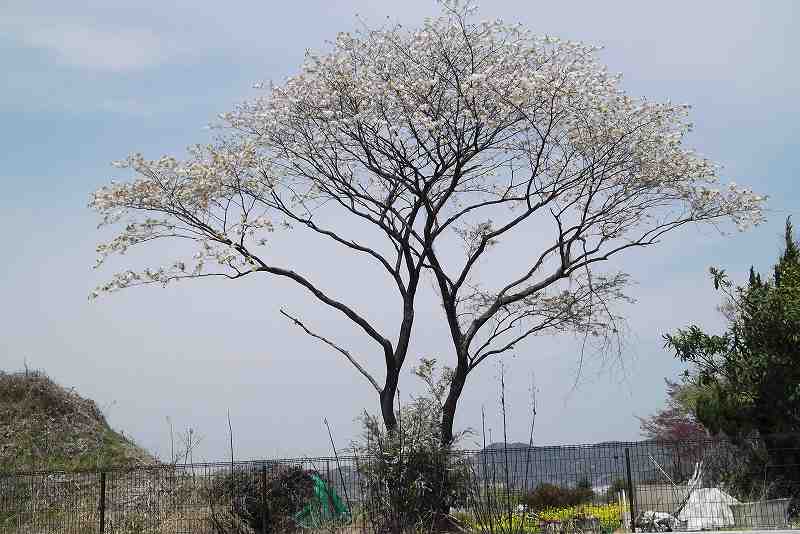 桜