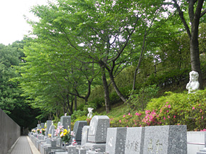 桜の区　風景