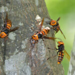 夏のお墓参りで注意すべき虫・動物のトラブルと対処法